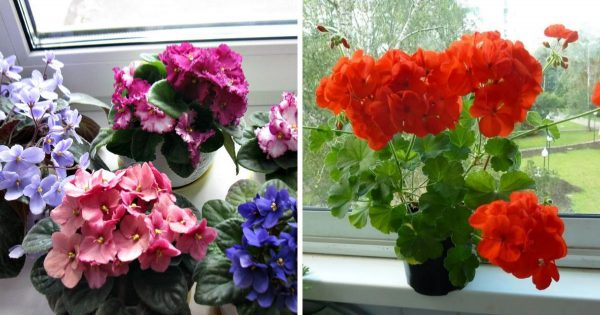 Cáscara de plátano como fertilizante para plantas de interior